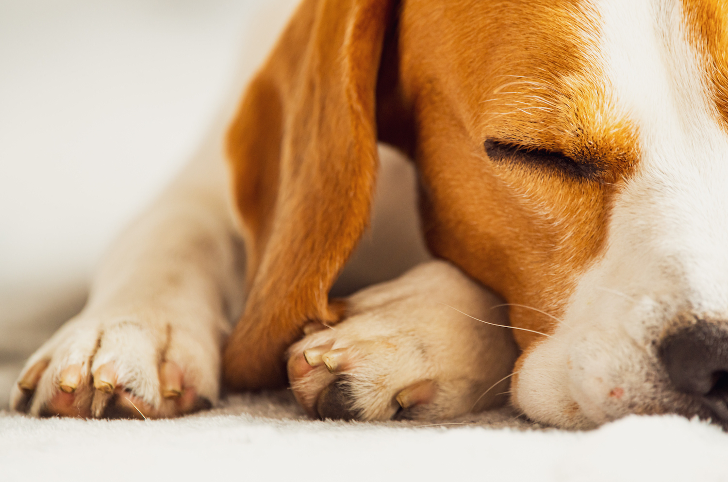 Help! I Have Pet Stains! - Spotless Cleaners & Restoration